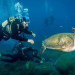 Best Diving Spots in Tenerife