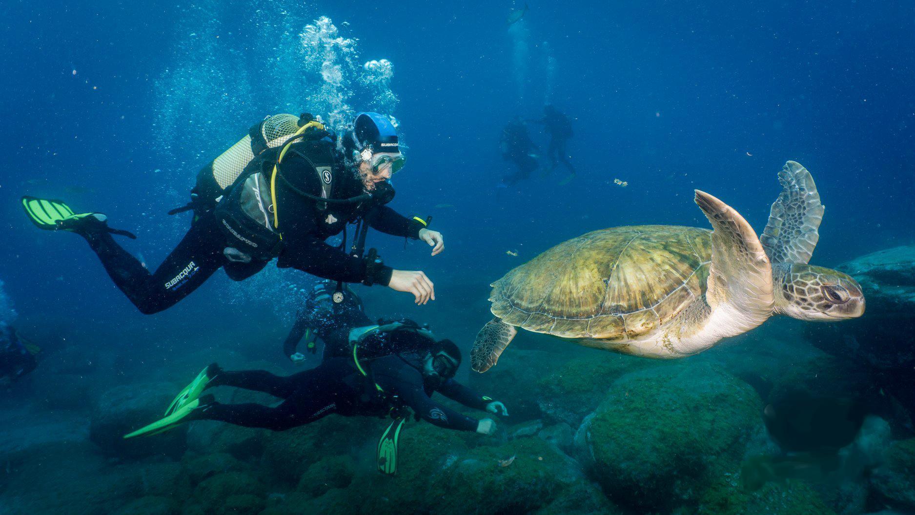 Best Diving Spots in Tenerife