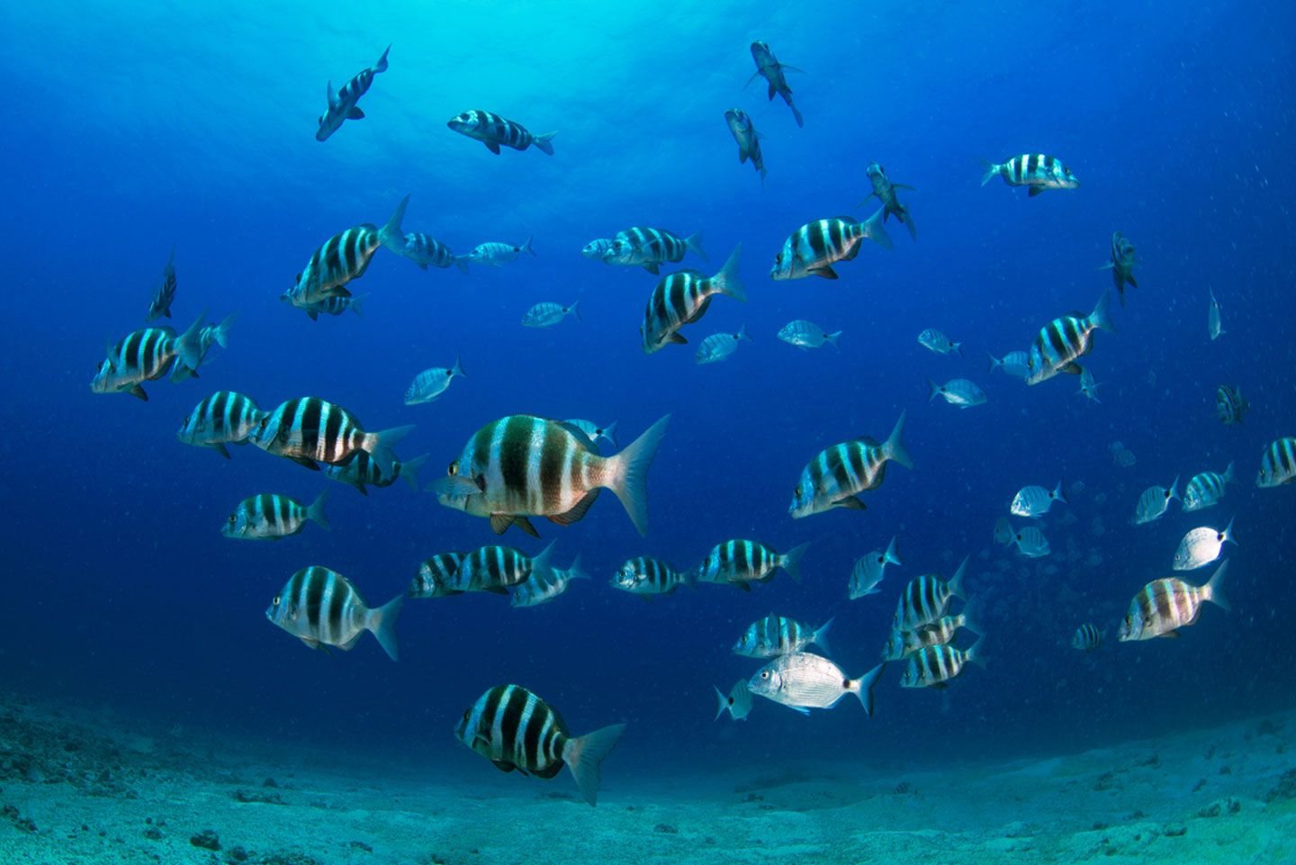 Los Lobos Island Dive best diving spots in fuerteventura